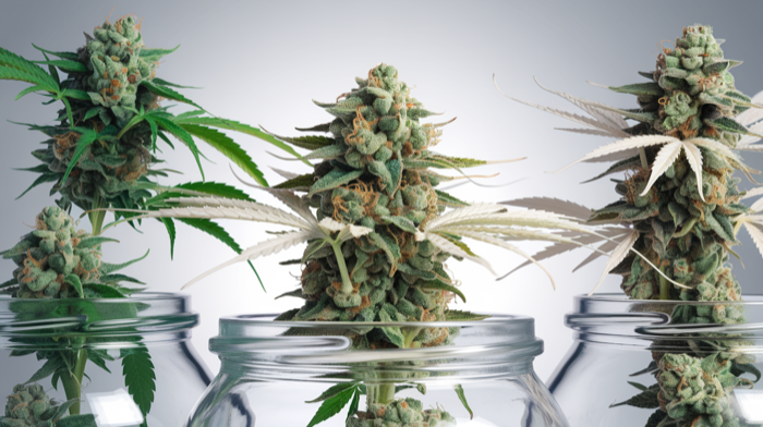 Indica vs Sativa: Medizinische Unterschiede erklärt